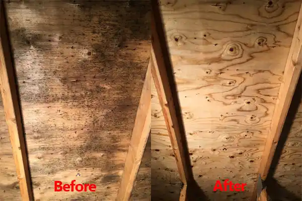 water damage restoration service Genoa